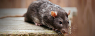 Insectes, cafards, souris dans votre logement :