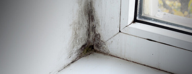 Logement insalubre, vétuste (humidité, moisissures etc.) :